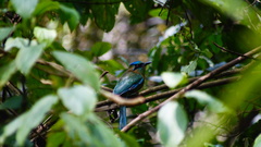 Momotus coeruliceps