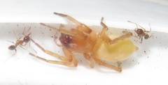 Cheiracanthium furculatum
