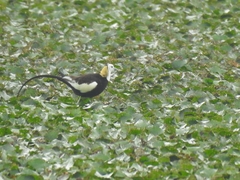 Hydrophasianus chirurgus