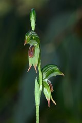 Pterostylis scapula