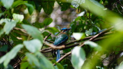 Momotus coeruliceps