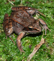Lithobates sylvaticus