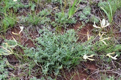 Astragalus ionae
