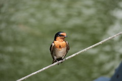 Hirundo neoxena