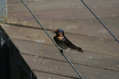 Hirundo neoxena