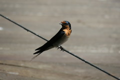 Hirundo neoxena