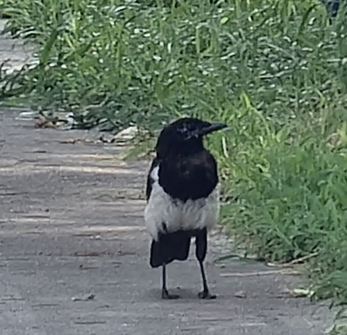 Oriental Magpie