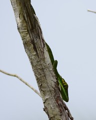 Anolis smallwoodi