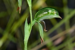 Pterostylis scapula