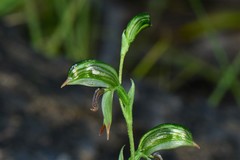 Pterostylis scapula
