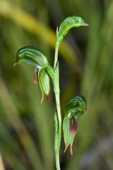 Pterostylis scapula