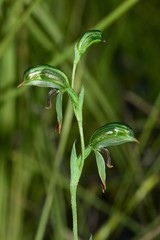 Pterostylis scapula