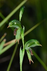 Pterostylis scapula