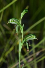 Pterostylis scapula