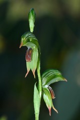Pterostylis scapula