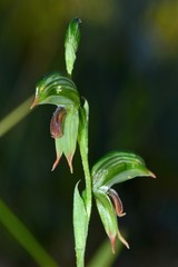 Pterostylis scapula