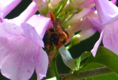 Xylocopa ruficeps