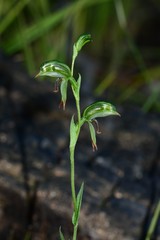 Pterostylis scapula