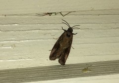 Endothenia ericetana