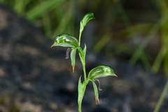 Pterostylis scapula