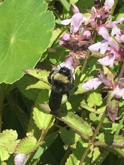 Bombus pensylvanicus image