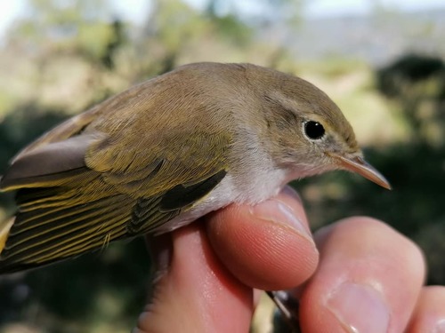 Pouillot de Bonelli, jeune