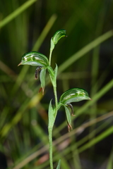 Pterostylis scapula