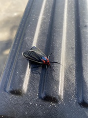 Ctenucha multifaria