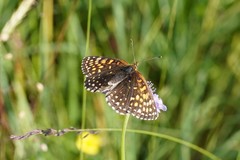 Melitaea diamina