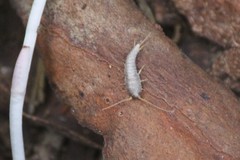 Lepisma