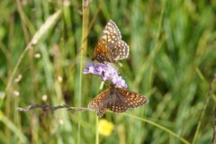 Melitaea diamina