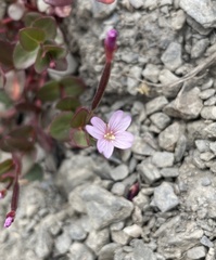 Epilobium clavatum