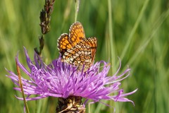 Melitaea parthenoides
