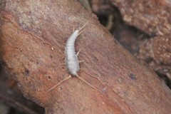 Lepisma