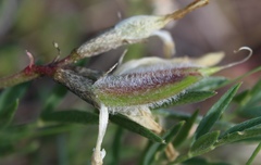 Astragalus ionae