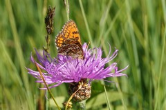 Melitaea parthenoides