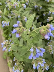 Symphytum caucasicum