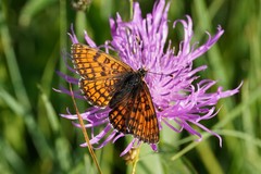 Melitaea parthenoides