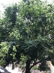 Koelreuteria paniculata