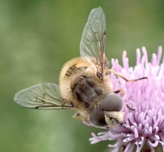 Eristalis abusiva