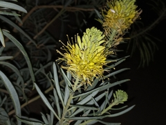 Stanleya pinnata