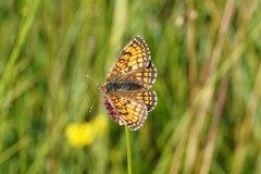 Melitaea parthenoides