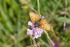 Melitaea parthenoides
