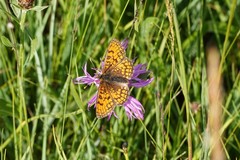 Melitaea parthenoides