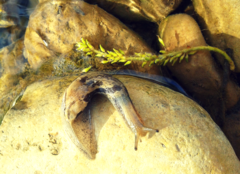 Drusia ibera