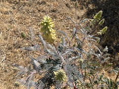 Astragalus asymmetricus