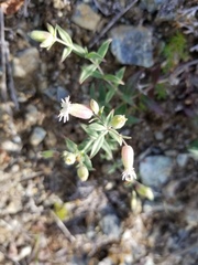 Silene williamsii