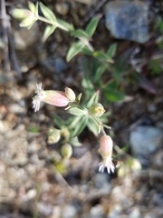 Silene williamsii