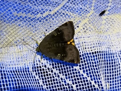 Noctua janthina