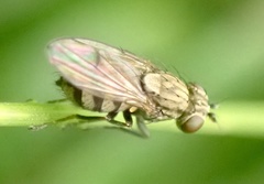 Notiphila